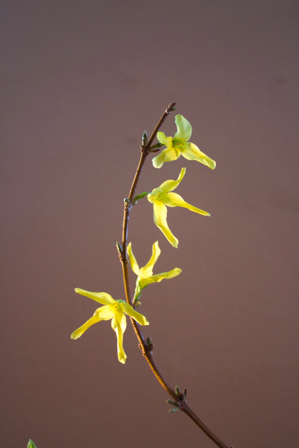 Photo Time: Forcing Forsythia&nbsp;Blooms!