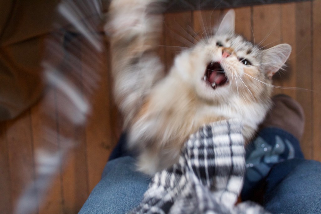 Feisty Kitty Interrupts&nbsp;Photoshoot