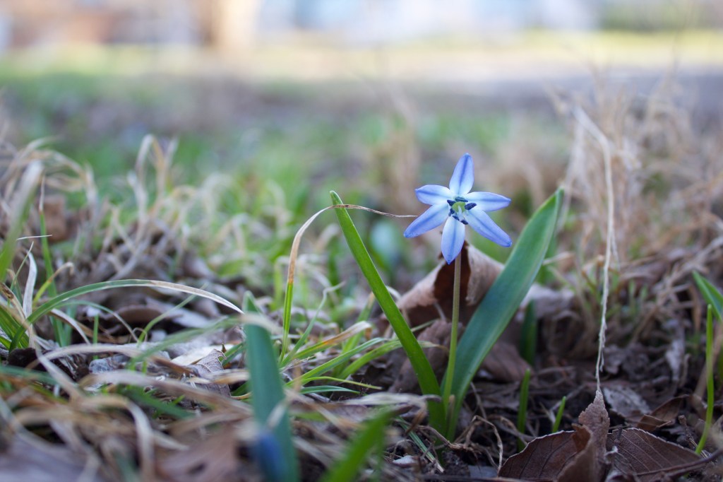 Garden Woes and&nbsp;Wins!