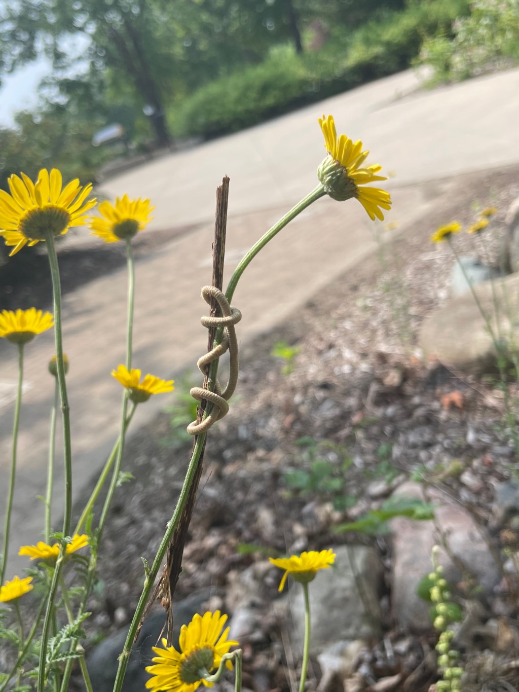 Lessons from a Broken&nbsp;Wildflower