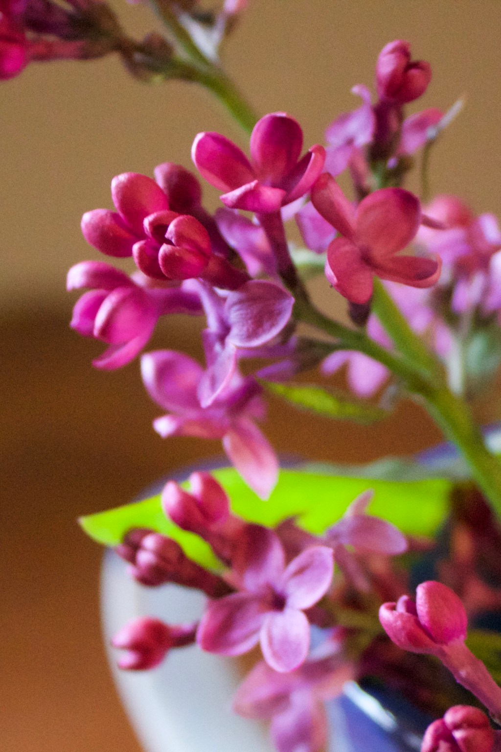 Photo Time: Lilacs!