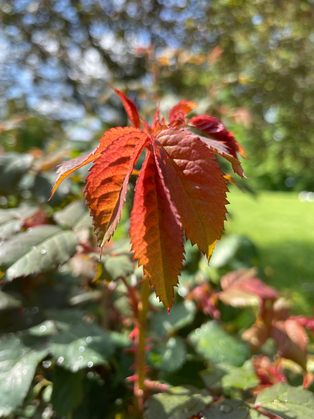 Photo Time: Rose Leaf Color Palette&nbsp;Love!