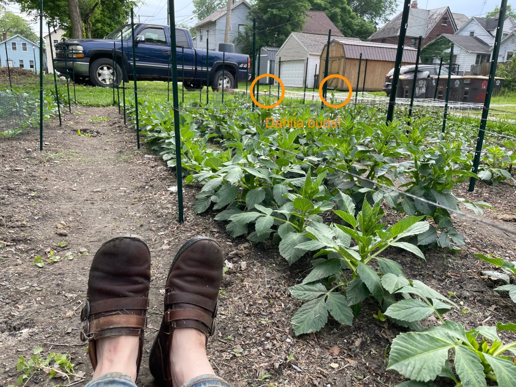 Garden Update!