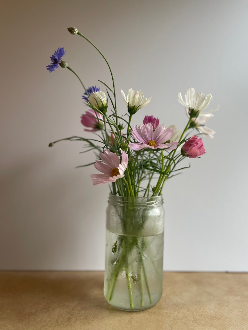 Beautiful, Tough, Fashionable: The Many Looks of&nbsp;Cosmos!