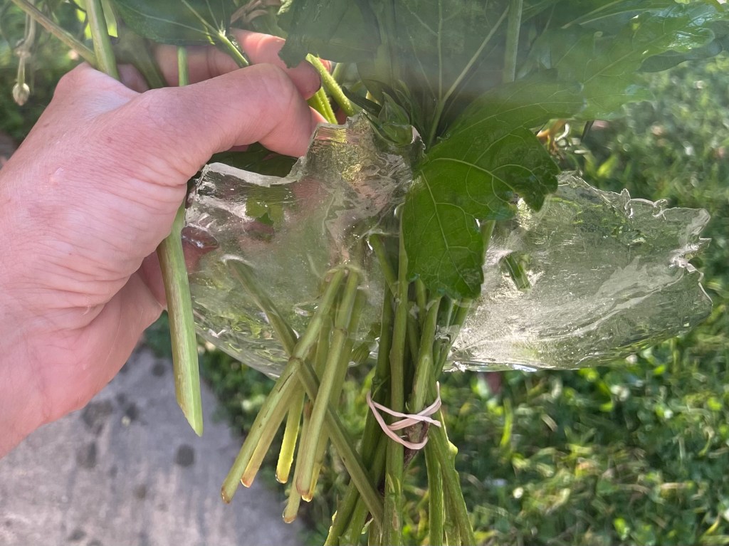 Frozen Flower Fiasco